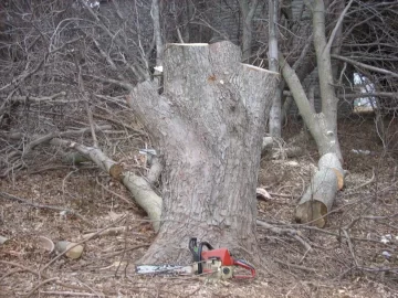 [Hearth.com] Tree ID please,  another Sandy victim!