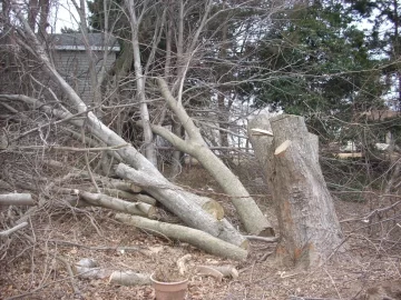 [Hearth.com] Tree ID please,  another Sandy victim!