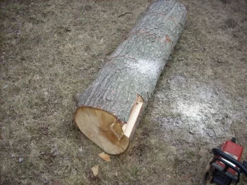 [Hearth.com] Tree ID please,  another Sandy victim!