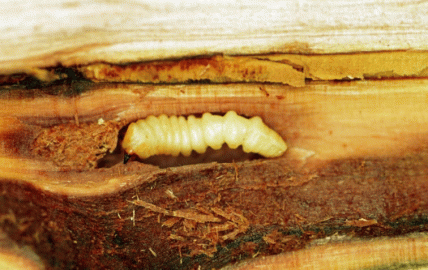 [Hearth.com] Firewood eating insect ID