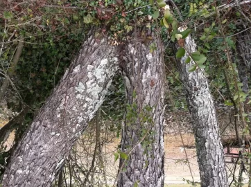 [Hearth.com] Tree ID please.