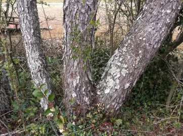 [Hearth.com] Tree ID please.