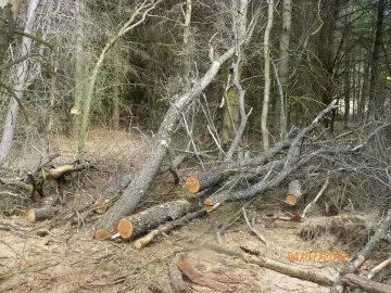 [Hearth.com] Tree ID please.