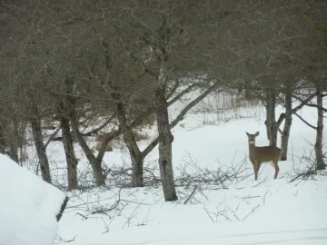 [Hearth.com] Apple tree prunings are tasty