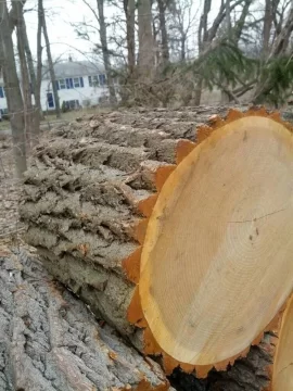 [Hearth.com] Not sure what this is.. wood id please