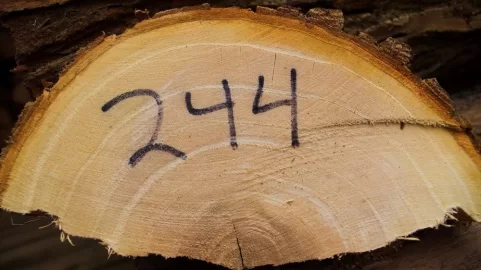 [Hearth.com] A young Siberian elm, maybe?