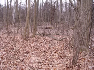 [Hearth.com] Best way to clear a path into the wood lot ????