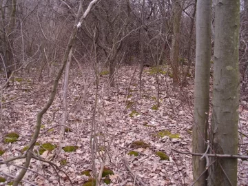 [Hearth.com] Best way to clear a path into the wood lot ????