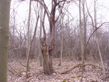 [Hearth.com] Best way to clear a path into the wood lot ????