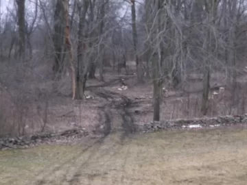 [Hearth.com] Best way to clear a path into the wood lot ????