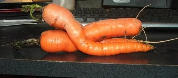 [Hearth.com] Fresh carrots