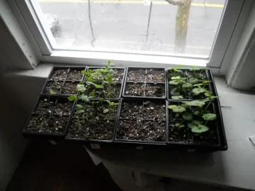 [Hearth.com] Getting Seeds Started for Spring