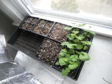 [Hearth.com] Getting Seeds Started for Spring