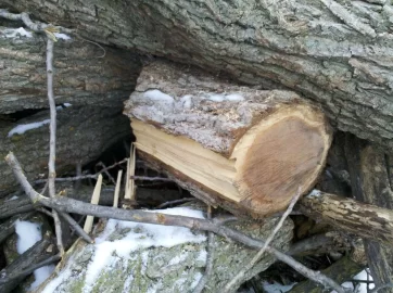 [Hearth.com] Wood ID, Big pile of wood , what is it ?