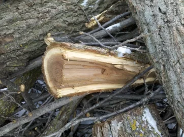 [Hearth.com] Wood ID, Big pile of wood , what is it ?