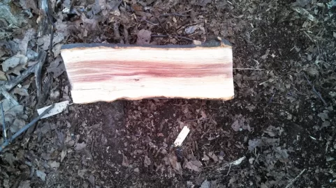 [Hearth.com] Tree IDs please ... what have I been splitting?