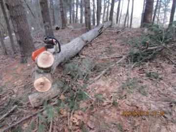 [Hearth.com] Some Sandy and blizzard oak