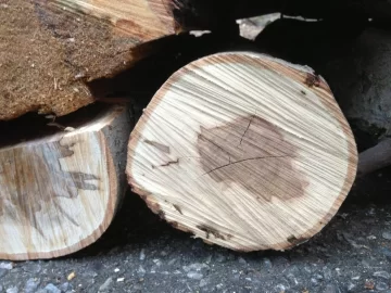 [Hearth.com] Cutting Advice- Snapped Tree