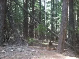 [Hearth.com] Second Day of Spring Break Wood Gathering....God Bless this day our Daily Scounge Part Deux