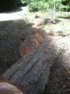 [Hearth.com] Second Day of Spring Break Wood Gathering....God Bless this day our Daily Scounge Part Deux