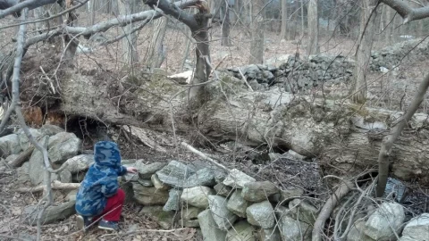 [Hearth.com] can you id this gnarly old tree?