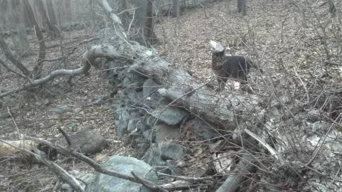 [Hearth.com] can you id this gnarly old tree?