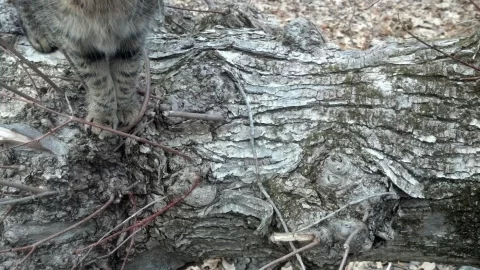 [Hearth.com] can you id this gnarly old tree?