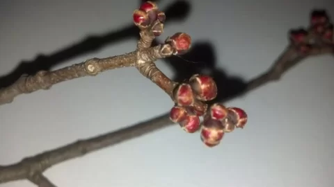 [Hearth.com] can you id this gnarly old tree?