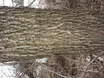 [Hearth.com] Tree dump scrounge - need help with tree ID