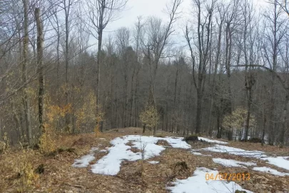 [Hearth.com] Tree Identification