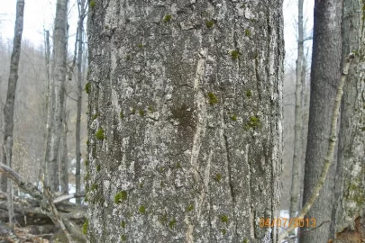 [Hearth.com] Tree Identification