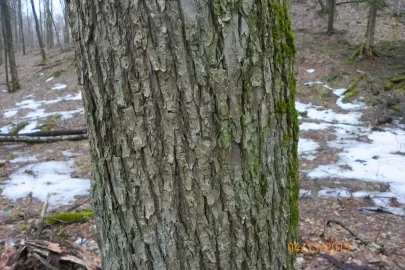 [Hearth.com] Tree Identification