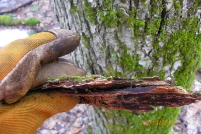 [Hearth.com] Tree Identification