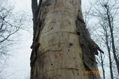 [Hearth.com] Tree Identification