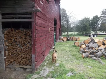 [Hearth.com] 2 Very large tree ( all cherry )