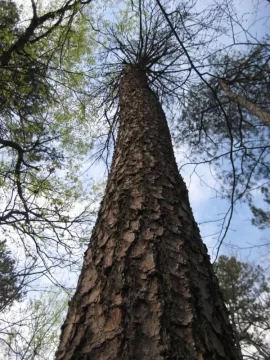 [Hearth.com] Brought down a dead pine tree this morning