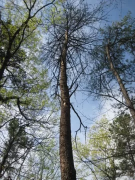 [Hearth.com] Brought down a dead pine tree this morning