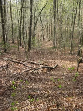 [Hearth.com] Brought down a dead pine tree this morning