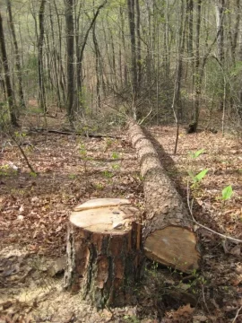 [Hearth.com] Brought down a dead pine tree this morning