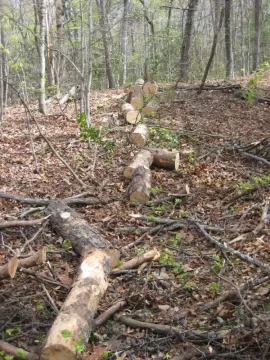 [Hearth.com] Brought down a dead pine tree this morning