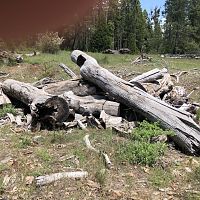 Weathered black oak logs