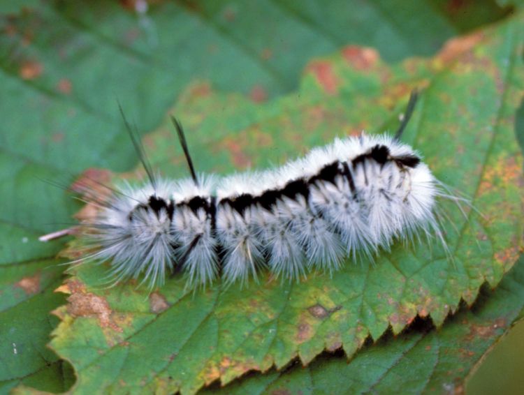 WOOLLY BEAR CATERPILLARS AND WEATHER PREDICTION