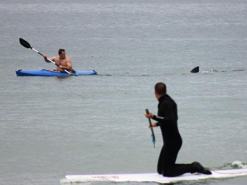 Kayaker chased by Great White - off cape cod
