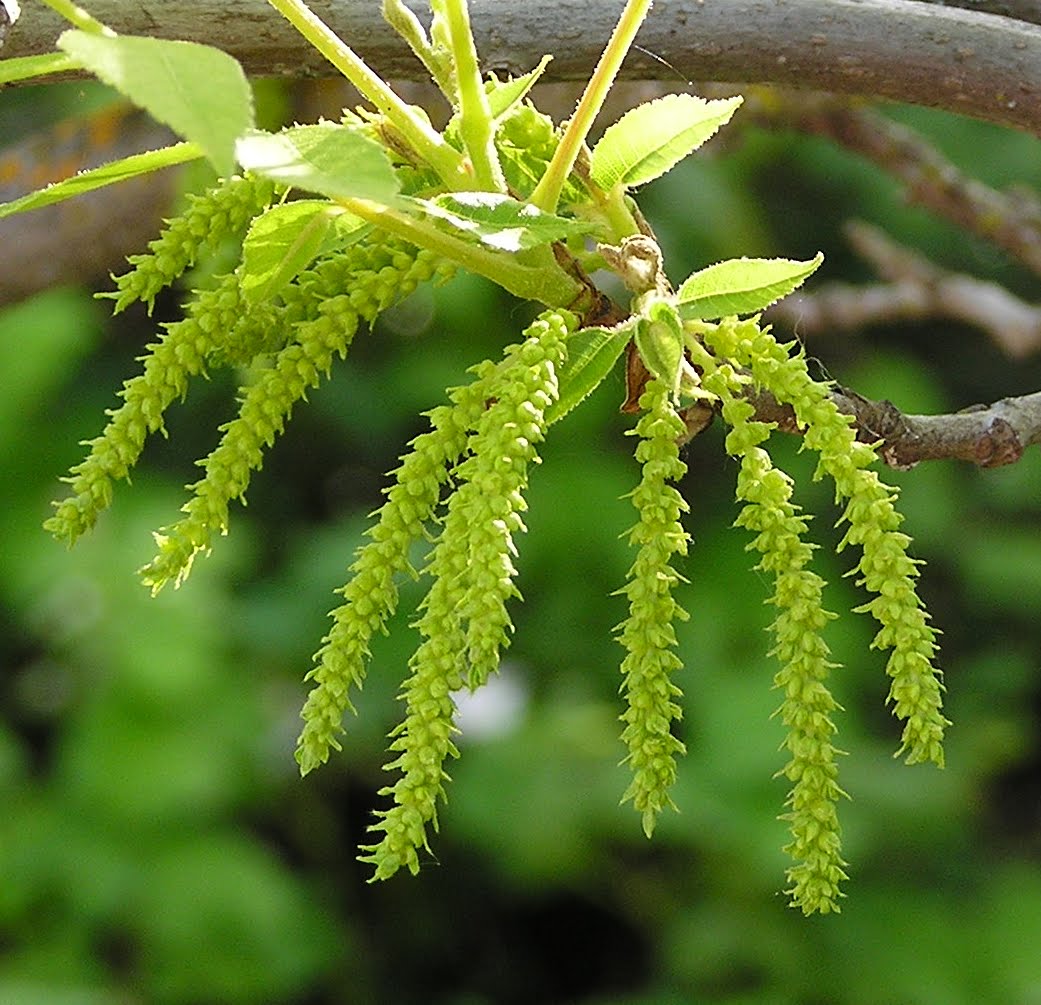 Help with Tree ID Please