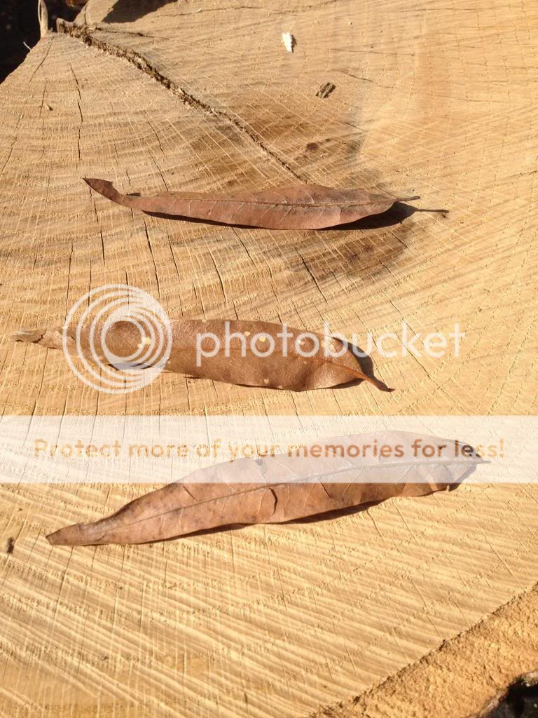 New Scrounge .. What type of Oak is this?