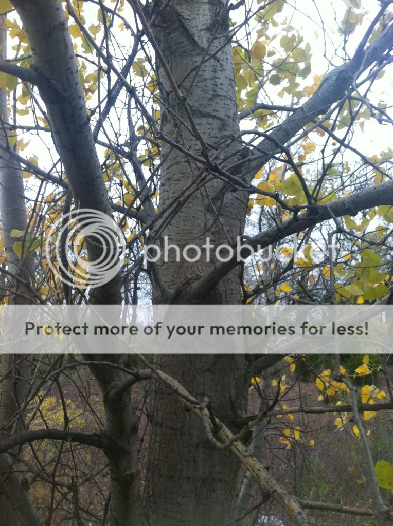 Birch?  Tree Indentification....