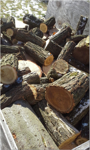 [Hearth.com] White Pine and Honey Locust (?)