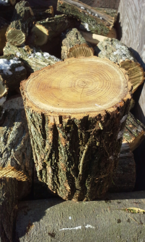 [Hearth.com] White Pine and Honey Locust (?)